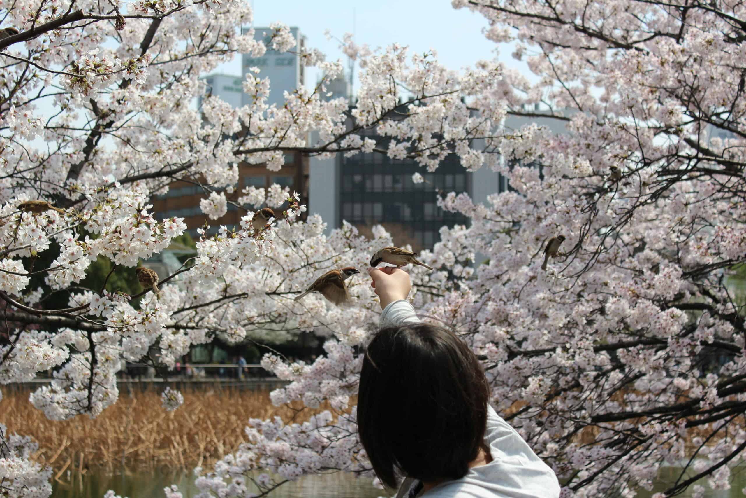 Day 10: Ueno Park poster