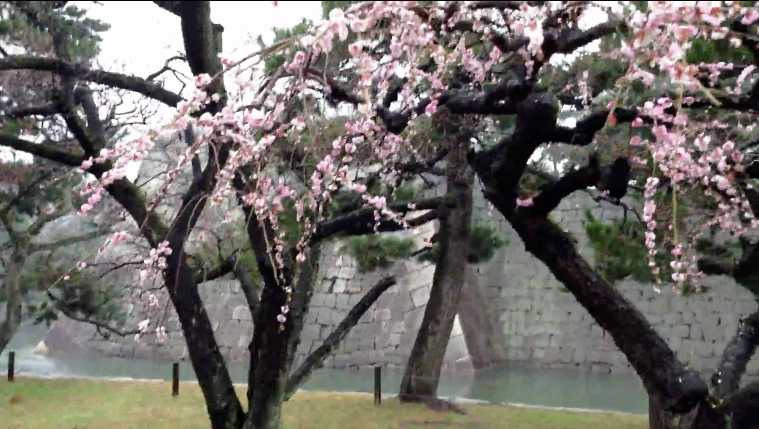 Day 4: Nijo Castle poster