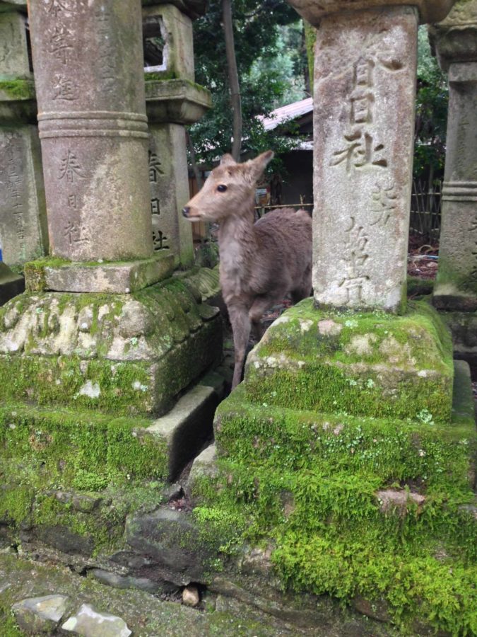 Shrine deer