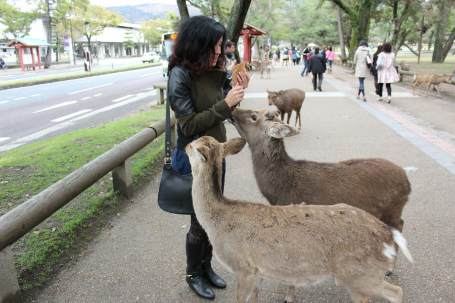 Marilyn feeding deer