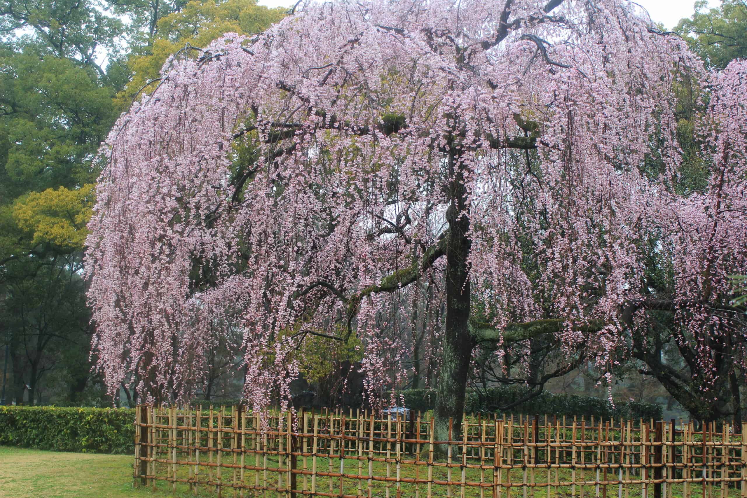 Day 4: Kyoto Imperial Castle Gardens poster