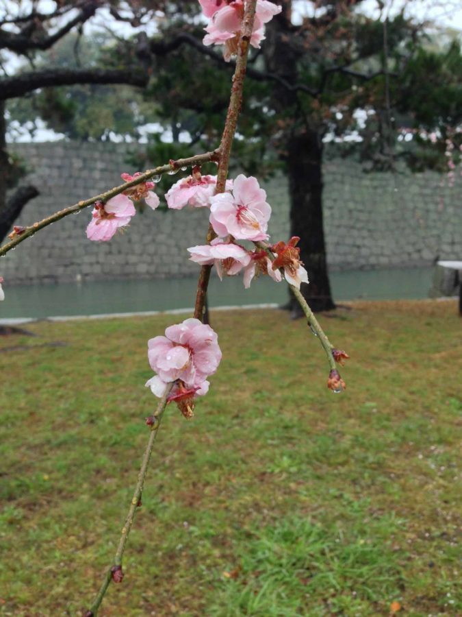 Single blossom branch