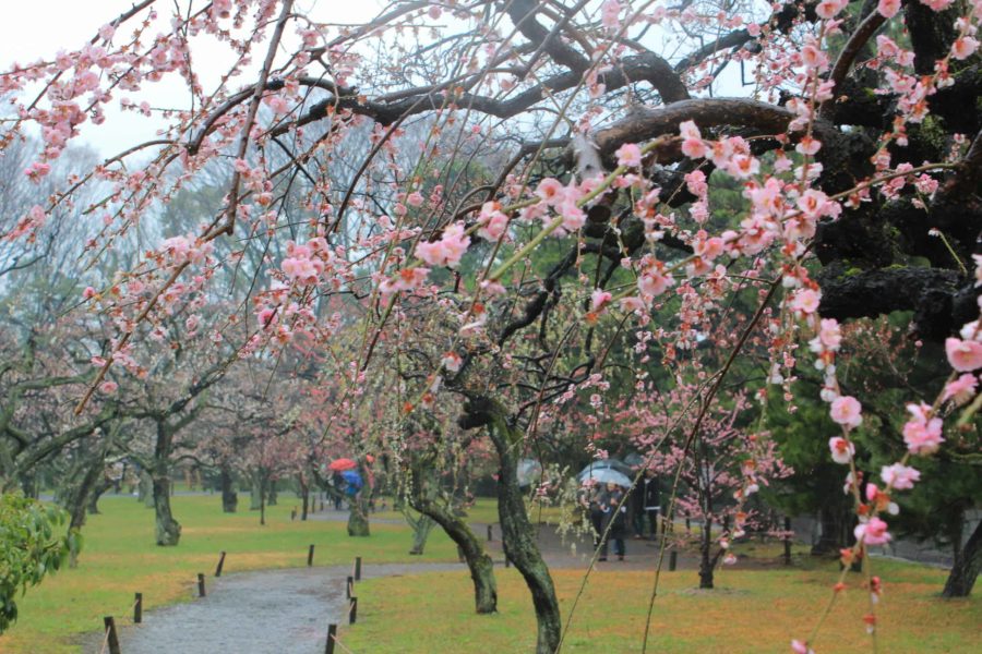 Plum blossom path